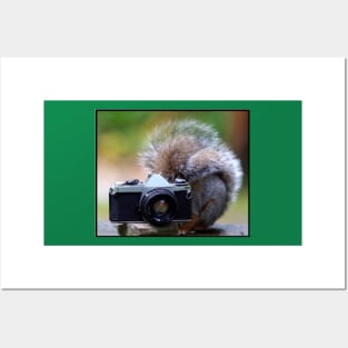 Grey squirrel Photographer Posters and Art